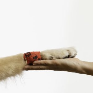 Brest: Scully, la chienne miracle, guérit la phobie dentaire des chienne scully soins dentaires brest