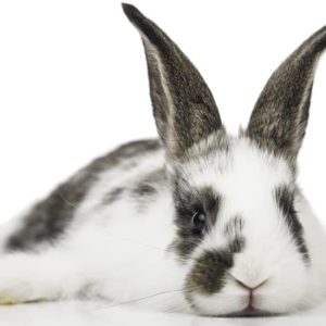 Taxe Lapin Explosive : Découvrez la Proposition de Loi Choc taxe lapin nouvelle proposition loi